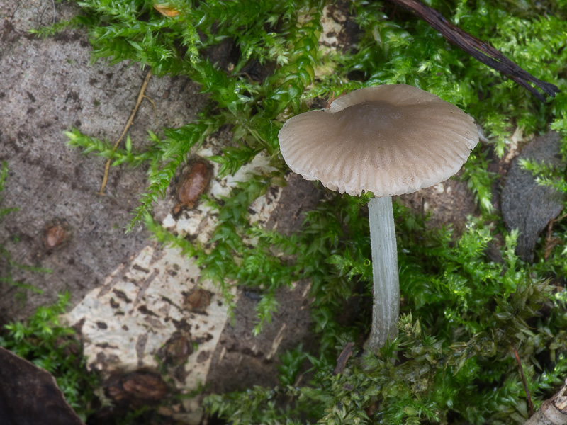 Pluteus reisneri